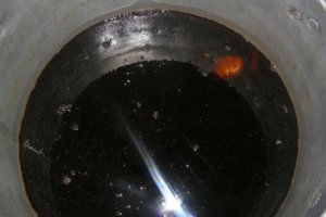 Sirop din muguri de brad (pentru iarna)