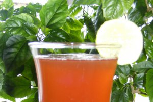 Sirop din muguri de brad (pentru iarna)