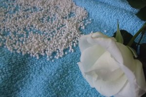 Budincă de tapioca cu căpşuni