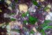 Salata de sfecla rosie cu branza Roquefort-3