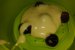 Mini tort - pandispan cu cirese-3