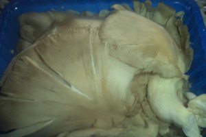 Pleurotus la cuptor cu parmezan ras si mujdei de usturoi