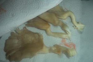Pleurotus la cuptor cu parmezan ras si mujdei de usturoi