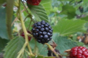 Dulceata de mure de gradina
