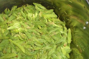 Sirop din muguri de brad aromat cu menta