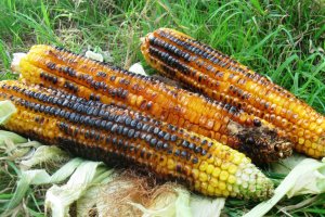 Porumb copt (la gratar)