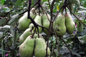 Nectar de mere si pere