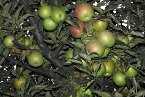 Nectar de mere si pere