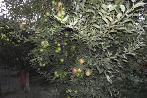 Nectar de mere cu menta