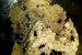 Cookies cu merisoare uscate-2