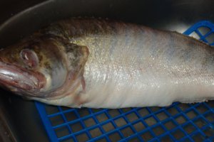 Salau in ou cu condimente grecesti si cartofi prajiti