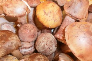 Tocanita din ciuperci de padure