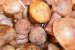 Tocanita din ciuperci de padure-3