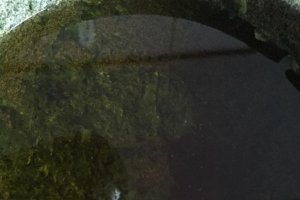 Supa din rosii proaspete cu ulei aromatizat cu busuioc