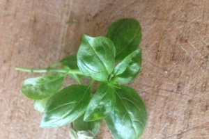 Tarta cu brocoli si busuioc