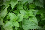 Urzicile, cea mai hranitoare dintre verdeturile de primavara - sfaturi despre nutritie oferite de doamna dr. Mihaela Gologan