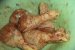 Ciocanele la cuptor pe pat de pleurotus-2