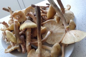 Mancarica de ciuperci asortate