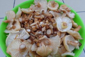 Mancarica de ciuperci asortate