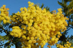 Oul Mimoza
