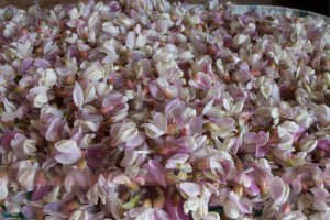 Dulceata din flori de salcam roz