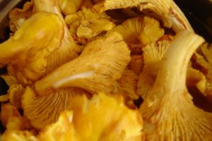 Ciulama de ciuperci