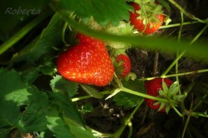 Dulceata de capsuni reteta cu vanilie