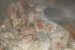 Mancare de praz cu masline si carne de porc reteta traditionala romaneasca-0