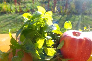 Salata de fructe  II