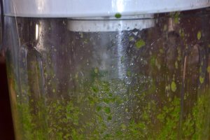 Smoothie verde