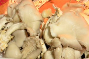 Pui cu ciuperci pleurotus