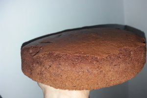 Desert tort aniversar