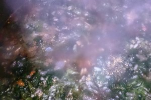 Ciorba de urzici