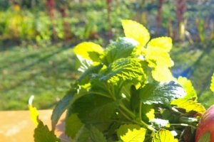 Salata de citrice cu telemea si menta -salata cu nr.100