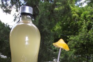 Sirop de soc si salcam
