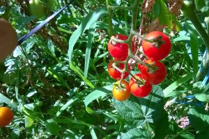 Bulion din rosii cherry de diverse forme si culori... amalgam
