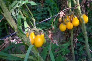 Bulion din rosii cherry de diverse forme si culori... amalgam