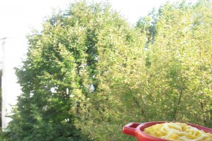 Ostropel de pui cu mamaliguta "imbracata" in branza de oi