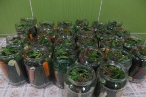 Castraveti murati in saramura