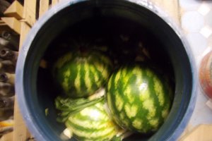 Pepeni verzi murati in saramura