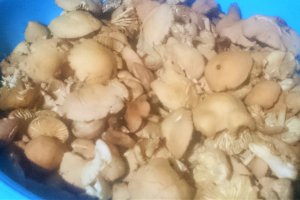 Tocanita cu bureti de roua si galuscute