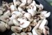Paste Fettuccini cu curcan, smantana si ciuperci-1