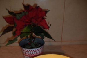 Desert fursecuri de iarna