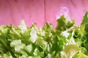 Ciorba de salata verde si spanac