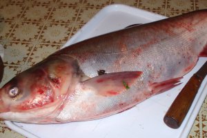 Dovlecei si ardei umpluti cu peste