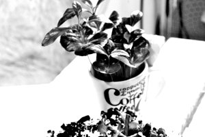 Desert cheescake cu Oreo