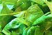 Salata Arabella-4
