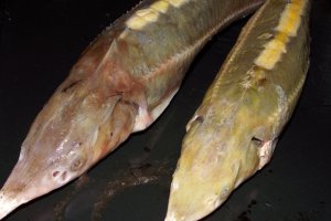 Cega in sos (aproape) piccata