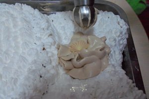 Desert tort Iepuras