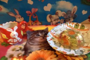 Aperitiv aspic de legume si oua de prepelita
